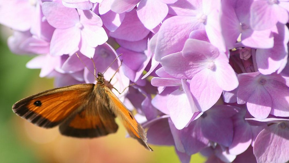 Reges Treiben in unserem Garten, Bild5