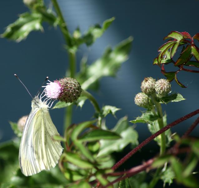 Reges Treiben in unserem Garten, Bild6