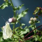 Reges Treiben in unserem Garten, Bild6