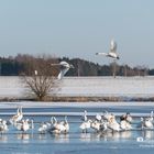 Reges Treiben und Getümmel an den Plothener Teichen