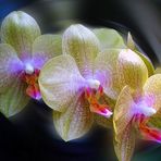 Regina Orchidea
