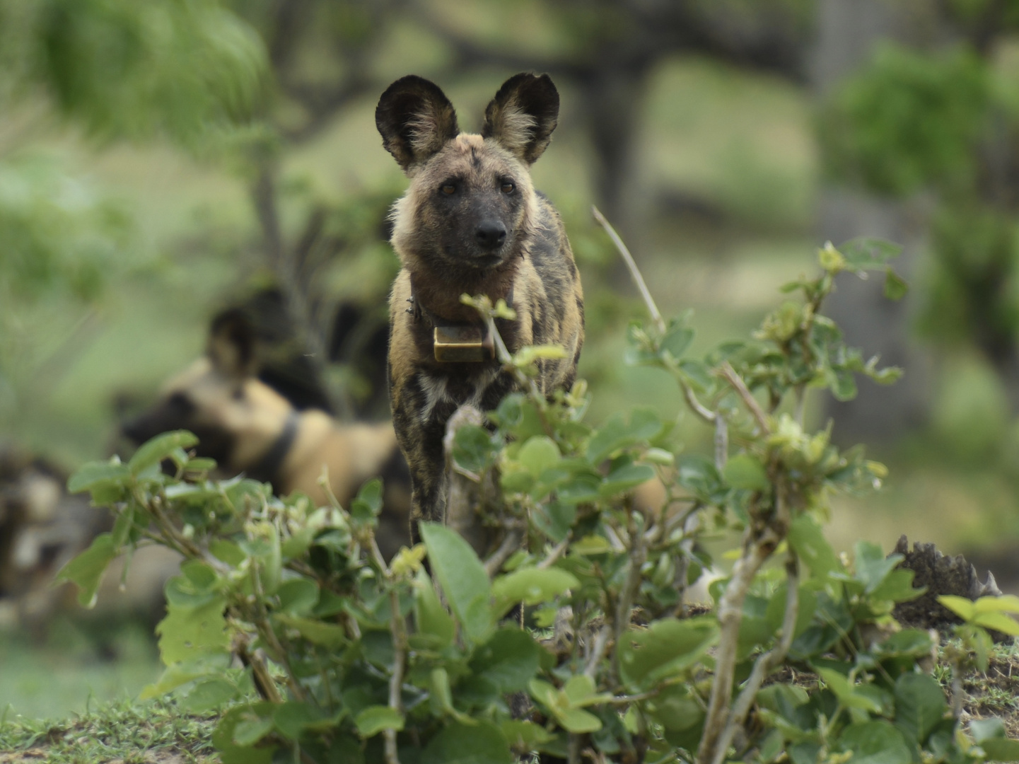 - Registered Wild Dog on hunting -