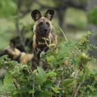 - Registered Wild Dog on hunting -