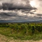 Regnerische Stimmung am Kaiserstuhl