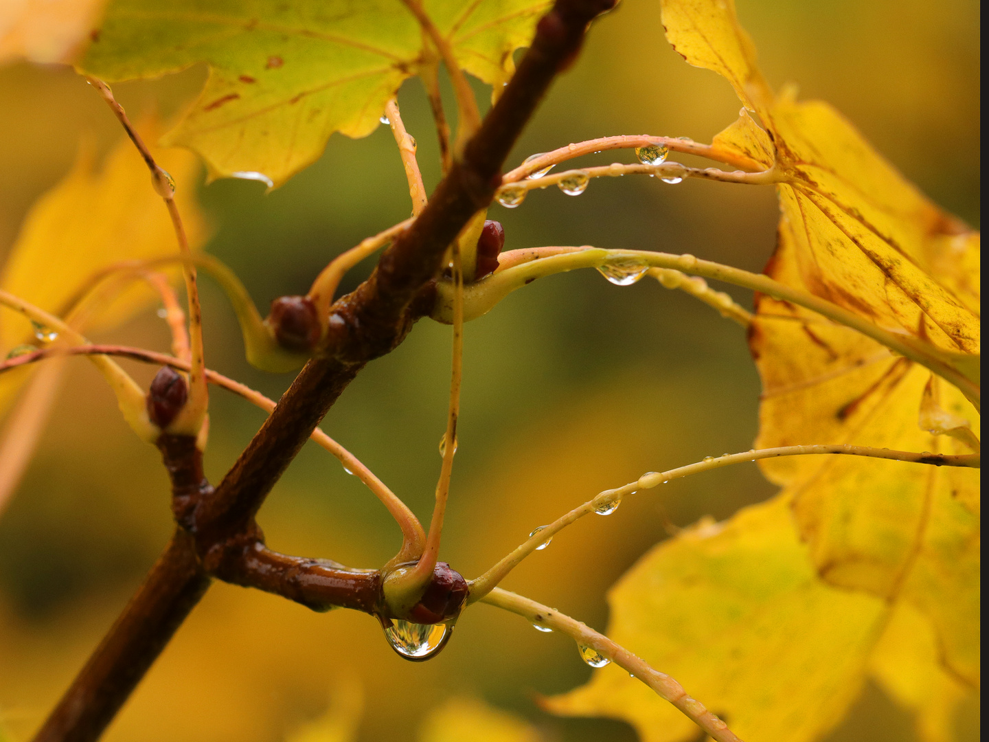 Regnerischer Herbstsonntag