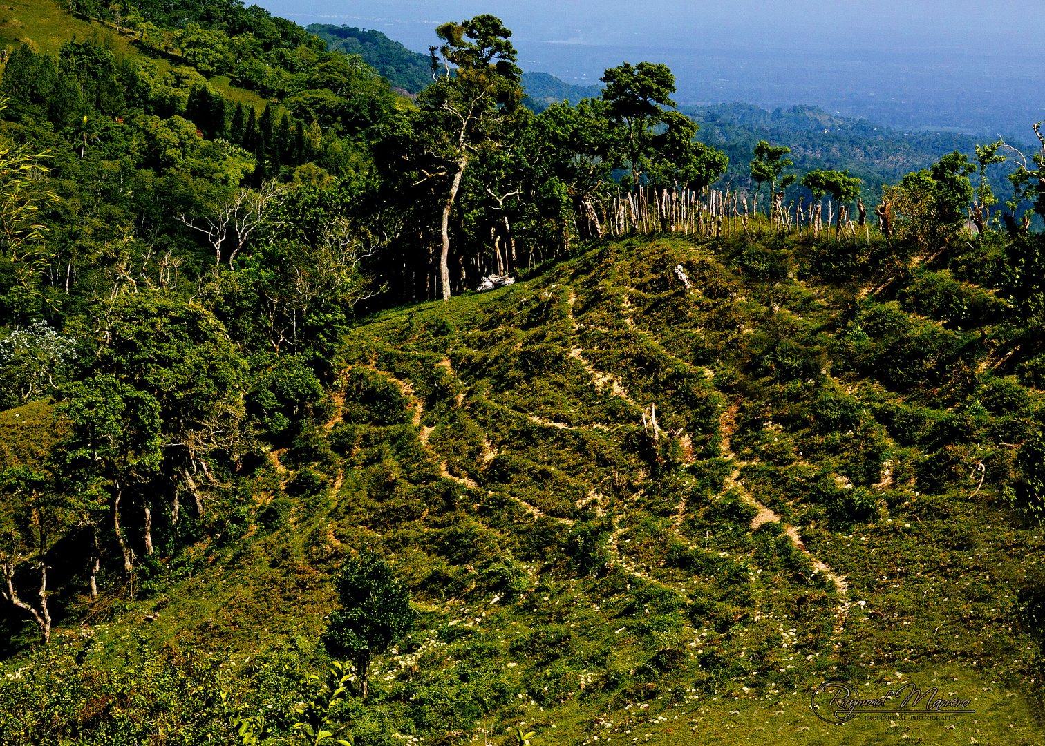 reguidos , del campo,