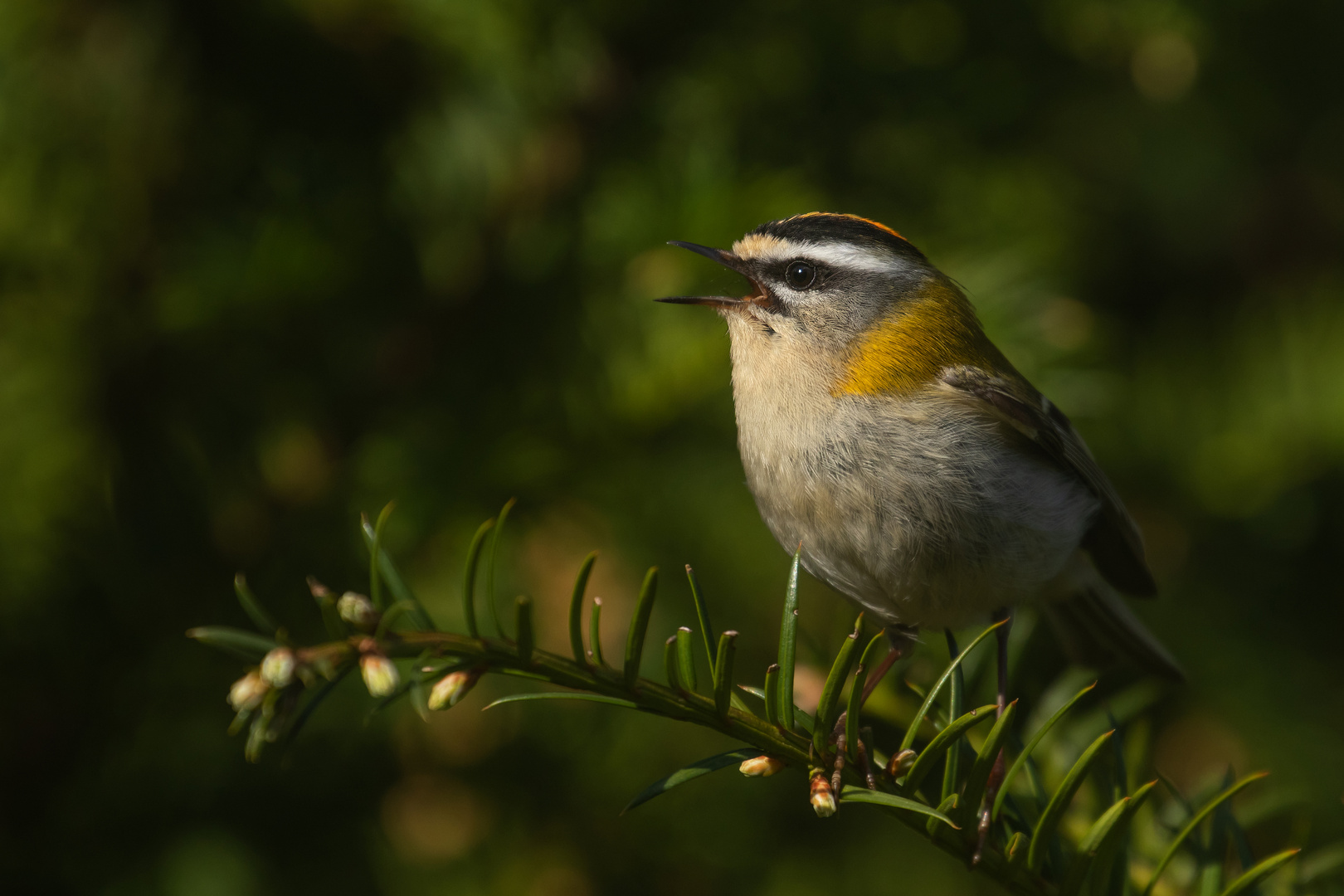 Regulus ignicapilla - Sommergoldhähnchen 