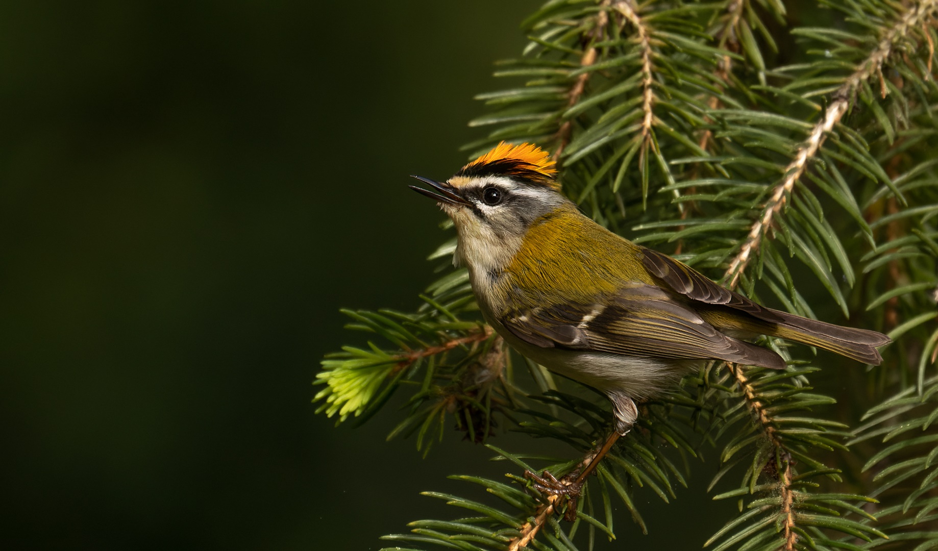 Regulus ignicapilla - Sommergoldhähnchen 