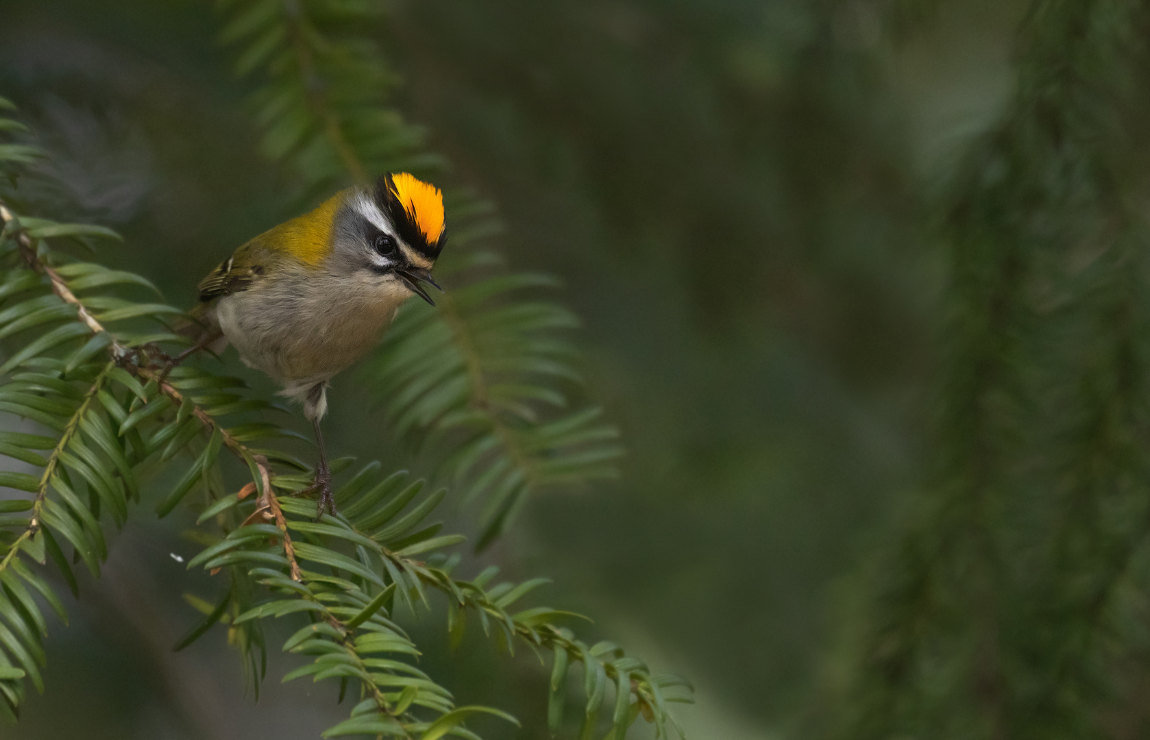 Regulus ignicapilla - Sommergoldhähnchen  mit Kopfschmuck