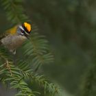 Regulus ignicapilla - Sommergoldhähnchen  mit Kopfschmuck