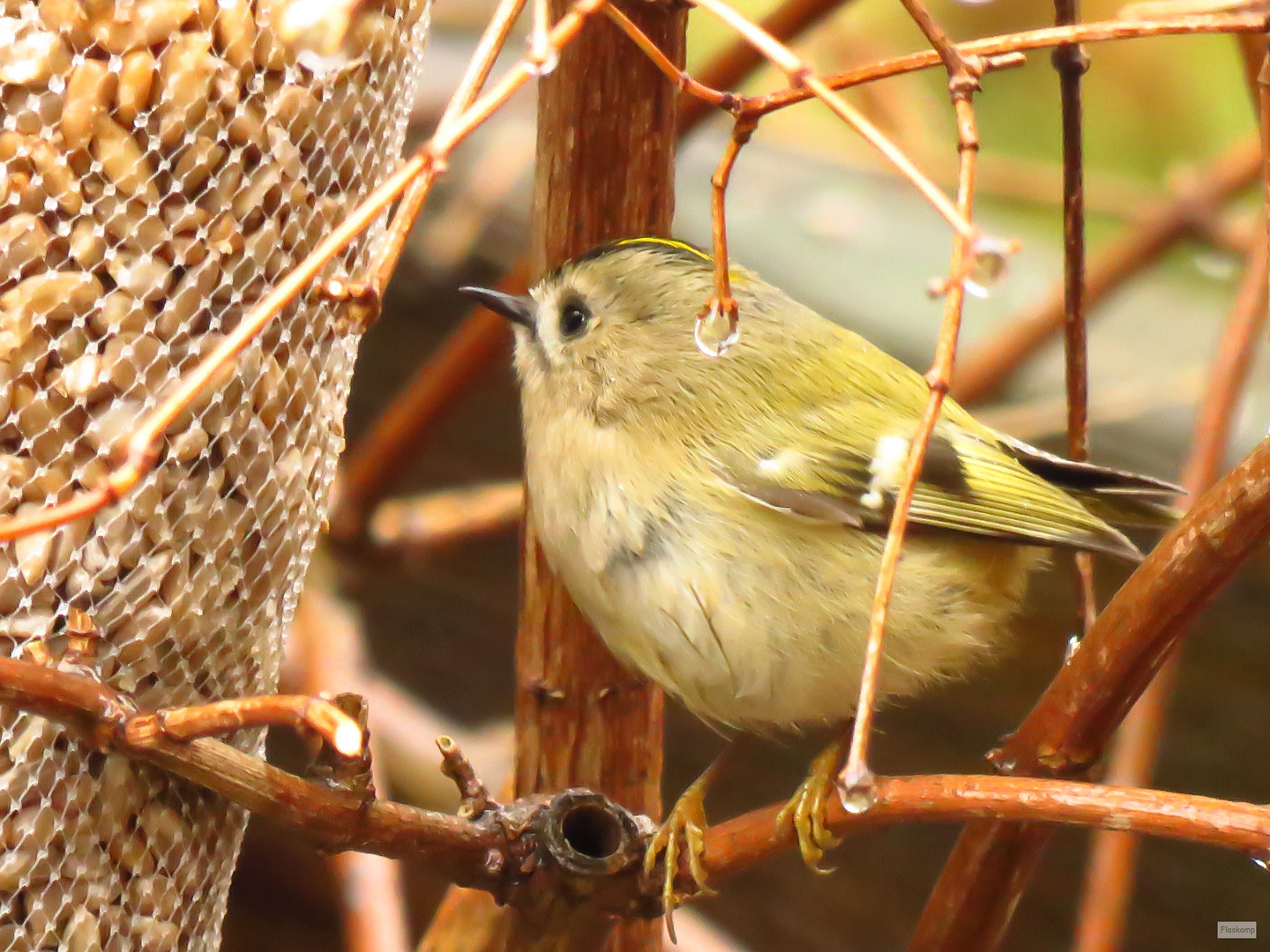 Regulus regulus... Foto & Bild winter, natur, tiere Bilder auf