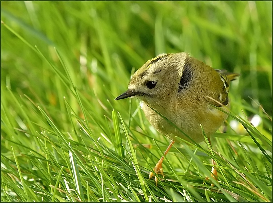 regulus regulus - der kleinste vogel europas