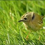 regulus regulus - der kleinste vogel europas