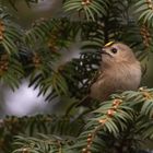 Regulus regulus  -   Wintergoldhähnchen 