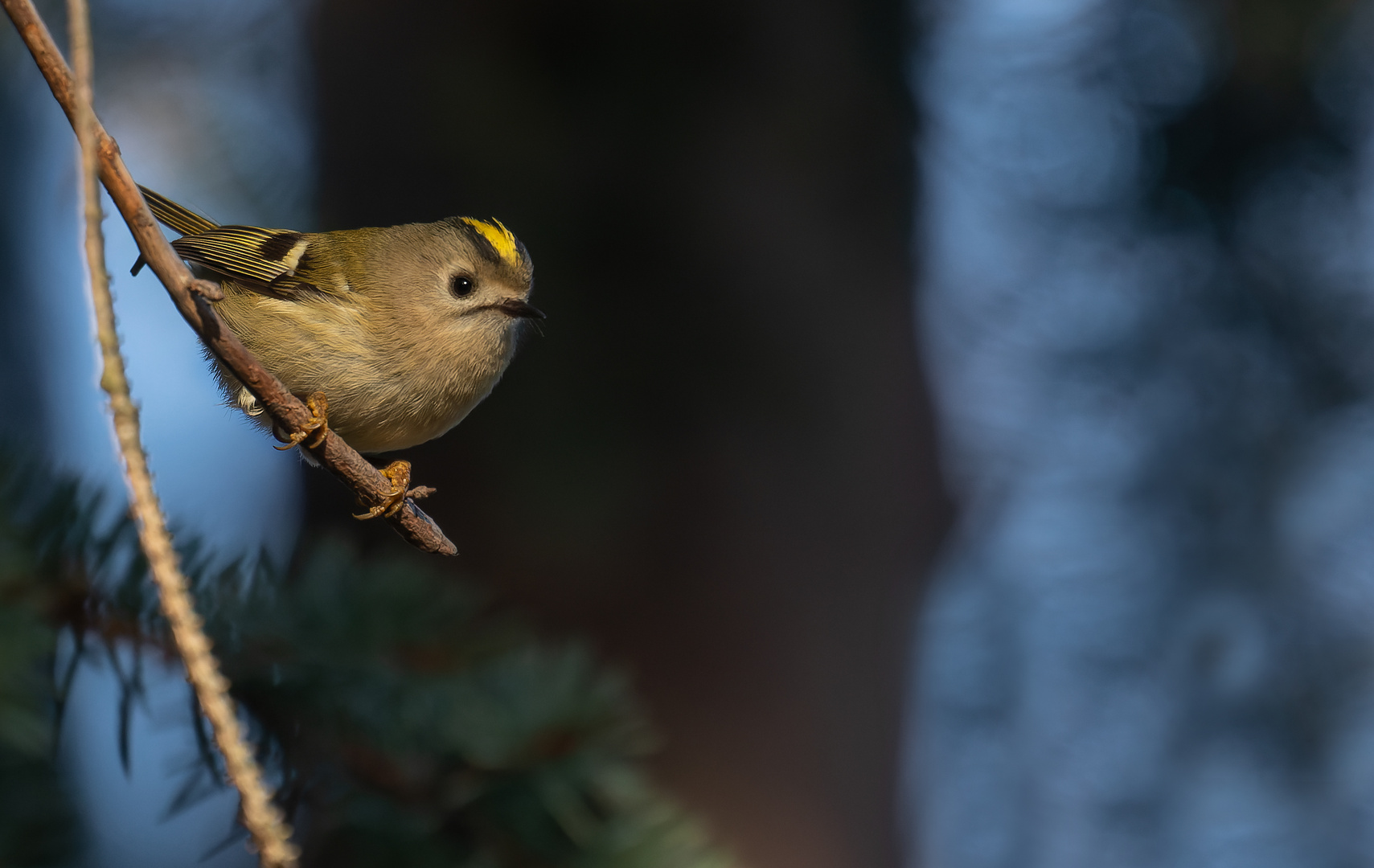 Regulus regulus - Wintergoldhähnchen 