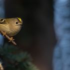 Regulus regulus - Wintergoldhähnchen 