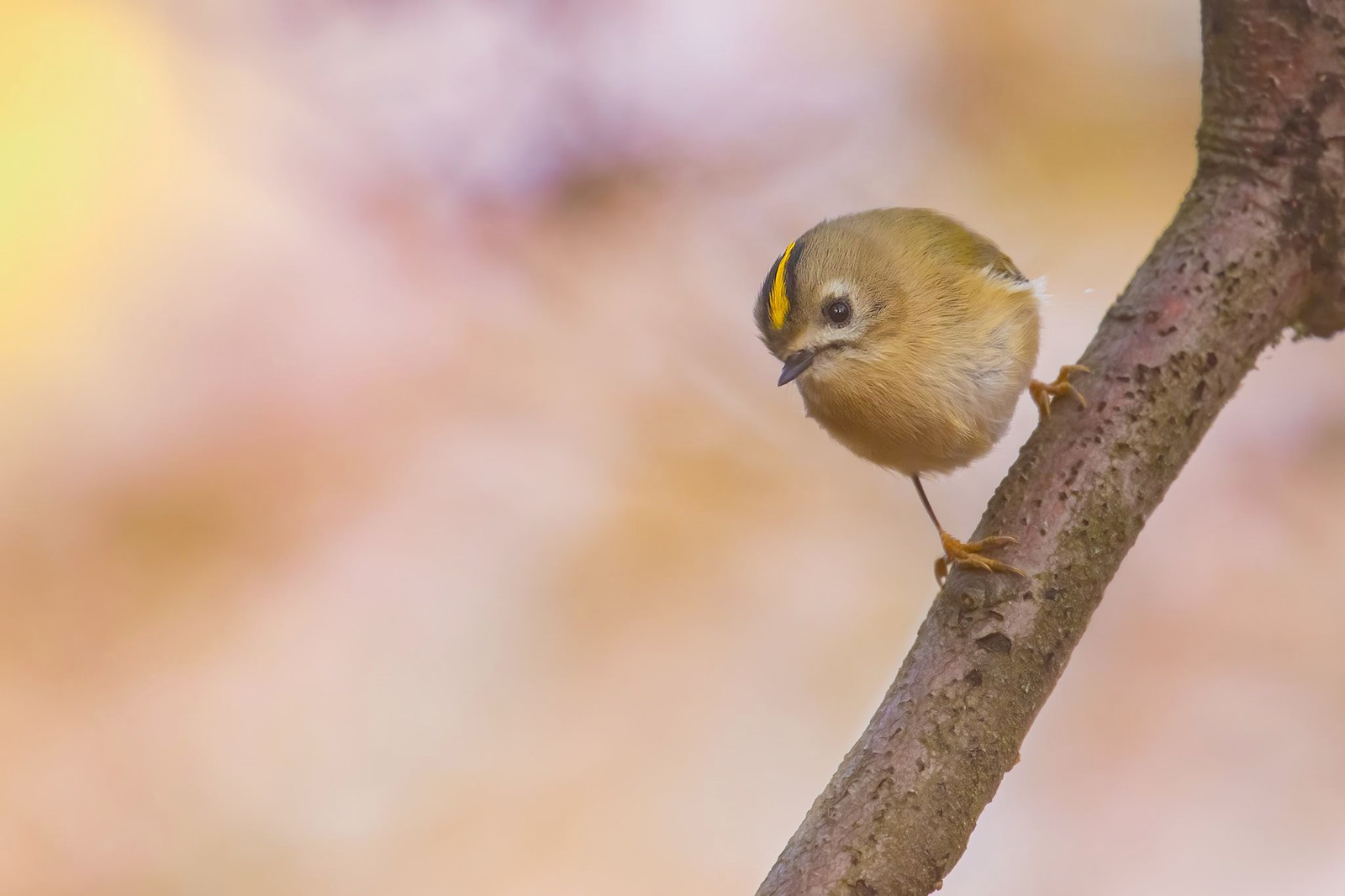 Regulus regulus  -   Wintergoldhähnchen 