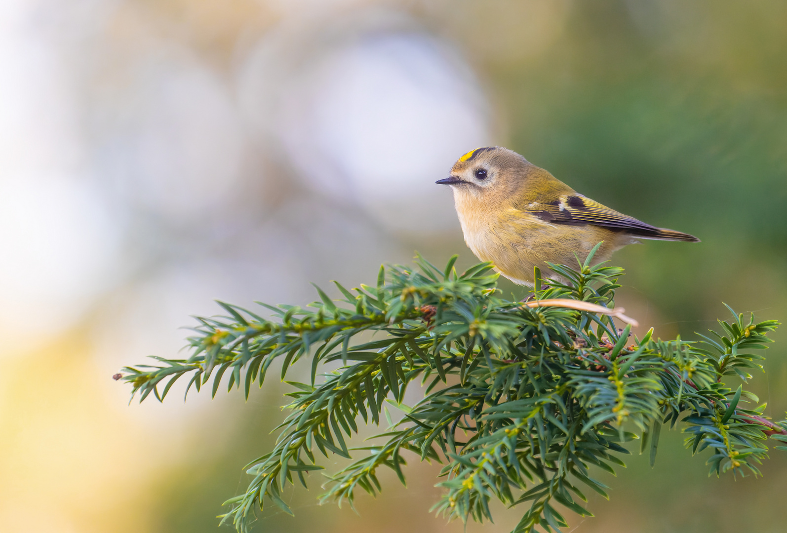 Regulus regulus - Wintergoldhähnchen 