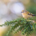 Regulus regulus - Wintergoldhähnchen 