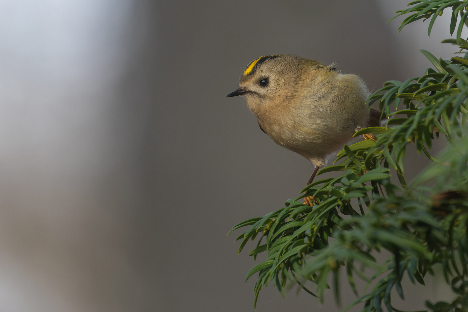 Regulus regulus - Wintergoldhähnchen - November Blues     