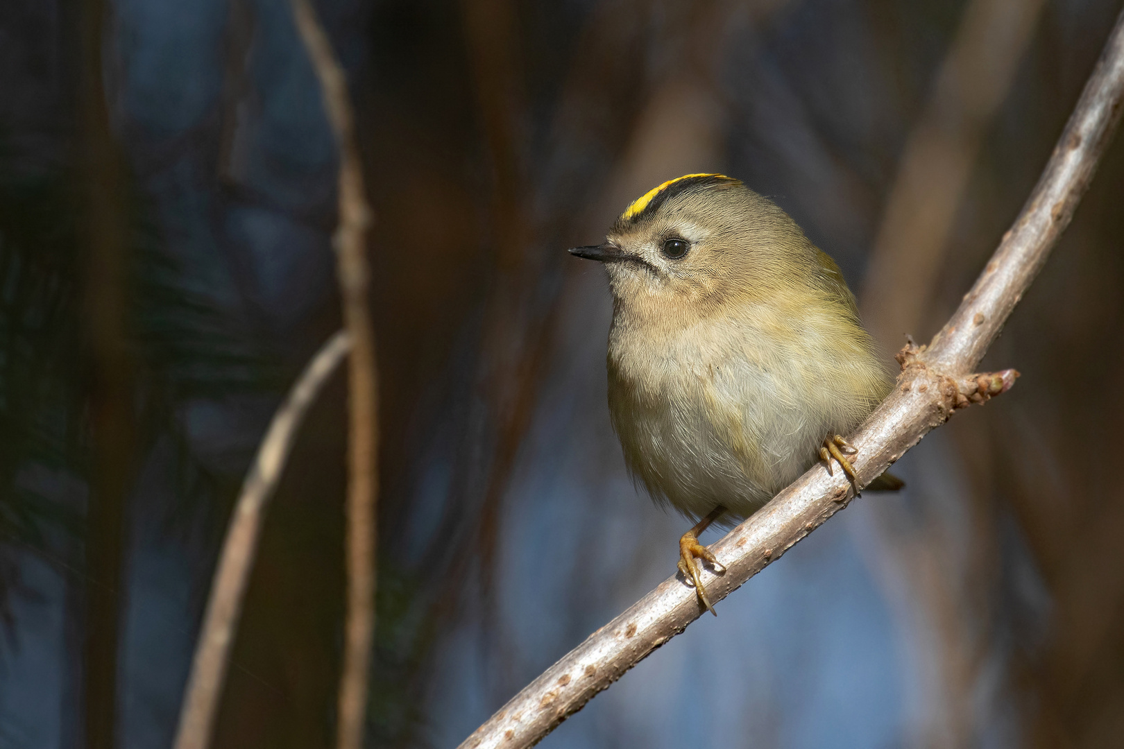 Regulus regulus -  winterliches Wintergoldhähnchen 