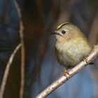 Regulus regulus -  winterliches Wintergoldhähnchen 