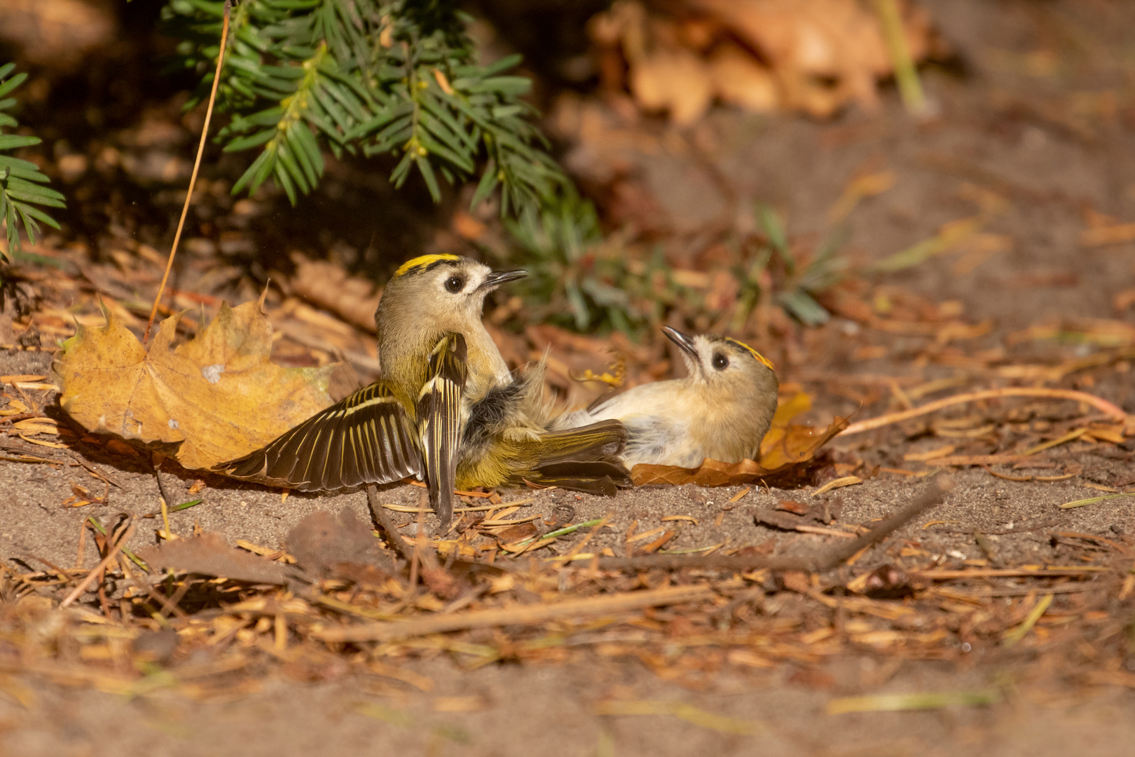 Regulus regulus  -    zwei Wintergoldhähnchen 