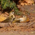 Regulus regulus  -    zwei Wintergoldhähnchen 