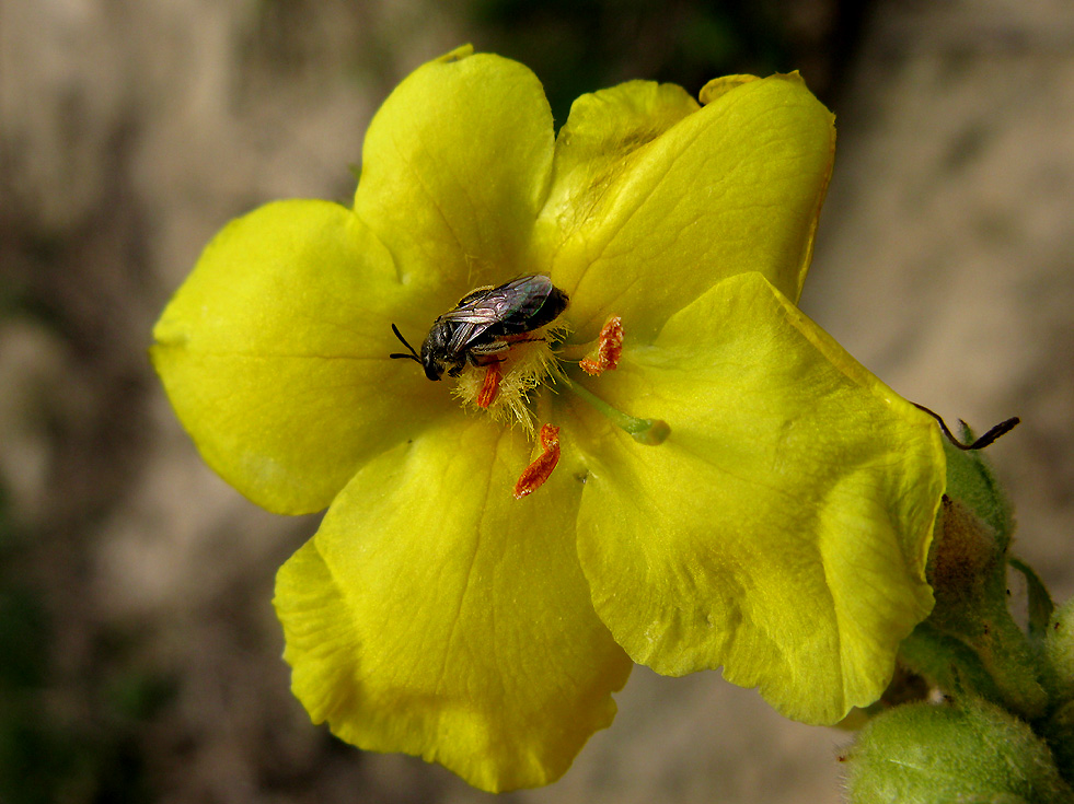 Regungslos saß die Wespe auf der Blüte