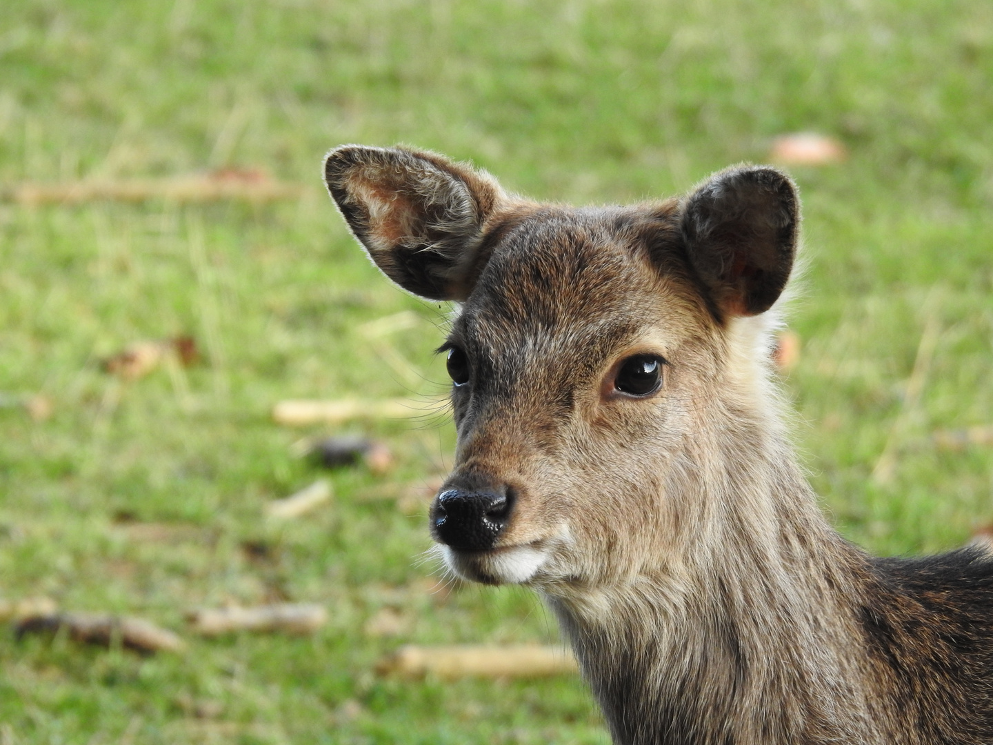 Reh Foto & Bild tiere, zoo, wildpark & falknerei, natur Bilder auf