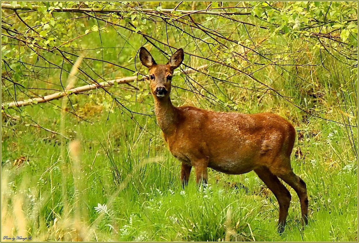 Reh Foto & Bild tiere, wildlife,