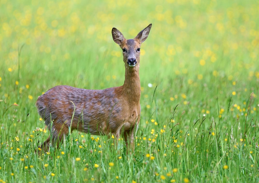 Reh Foto &amp; Bild | tiere, wildlife, wiese Bilder auf fotocommunity