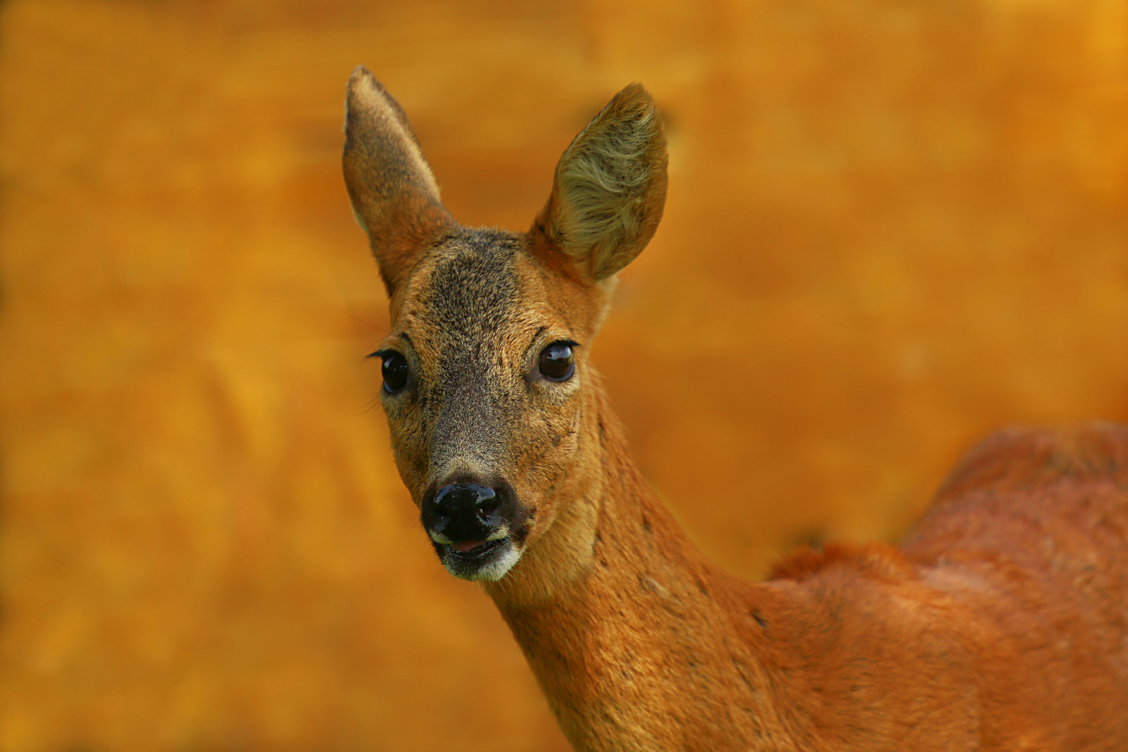 Reh Foto & Bild tiere, wildlife,