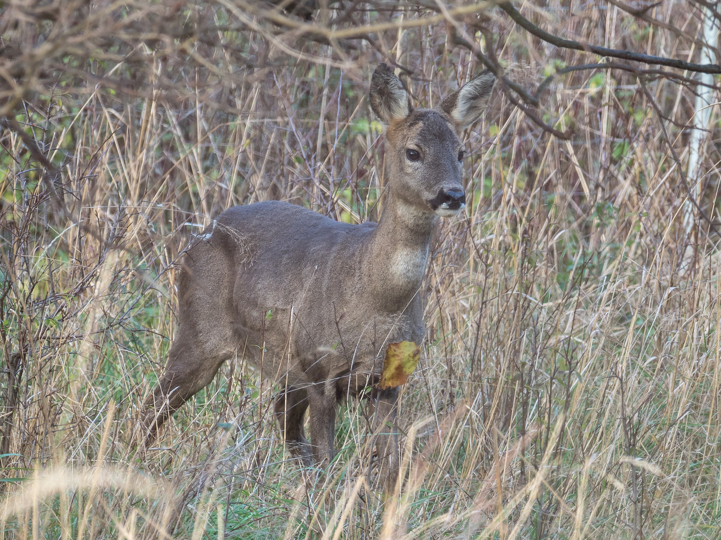 Reh Foto & Bild | wald, natur, tiere Bilder auf fotocommunity