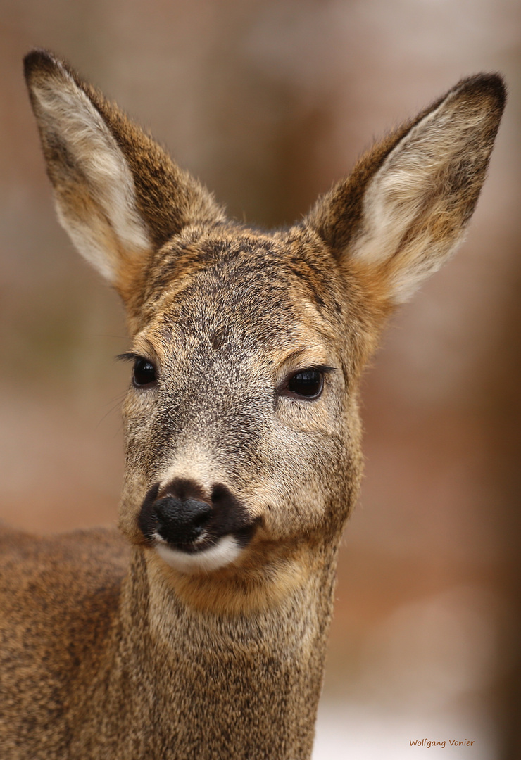 Reh Foto & Bild | nah- & makro, tiere, wildlife Bilder auf fotocommunity