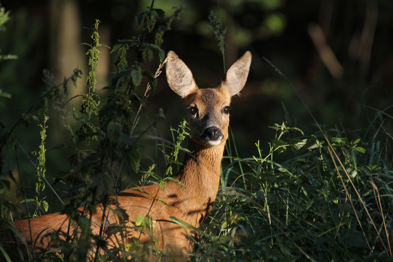 Reh Foto & Bild | tiere, wildlife, säugetiere Bilder auf fotocommunity