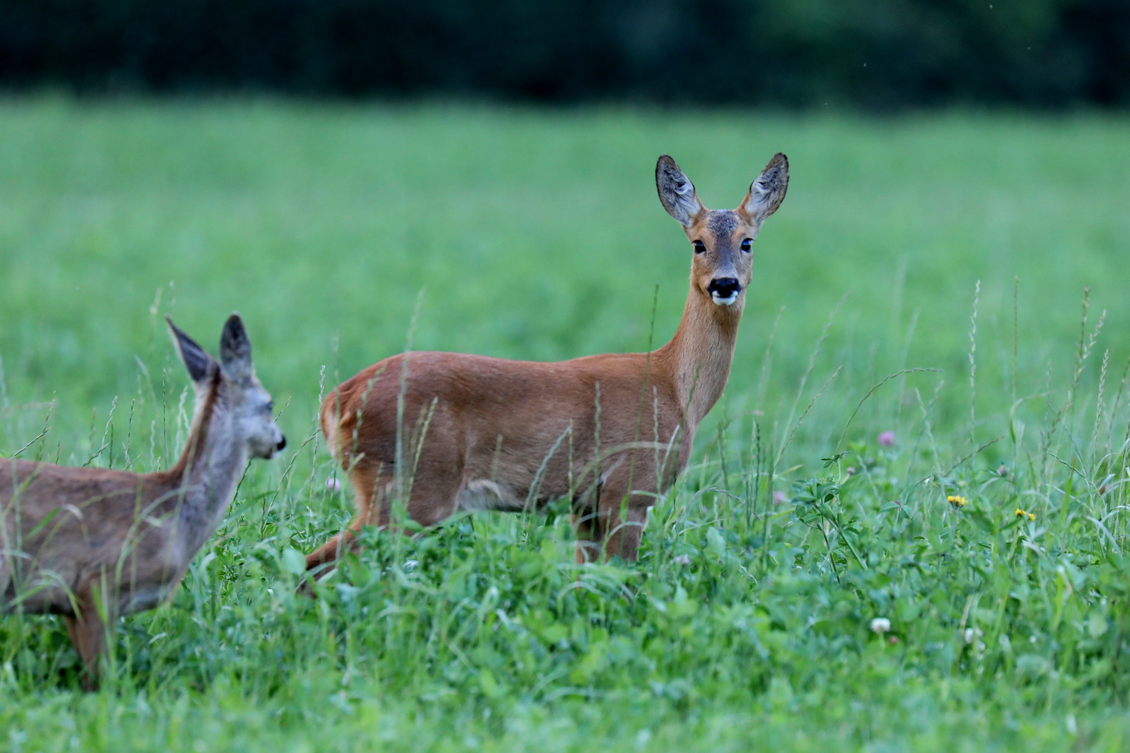 Reh am Abend