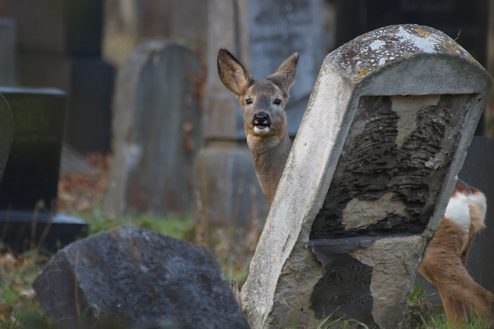 Reh am Friedhof