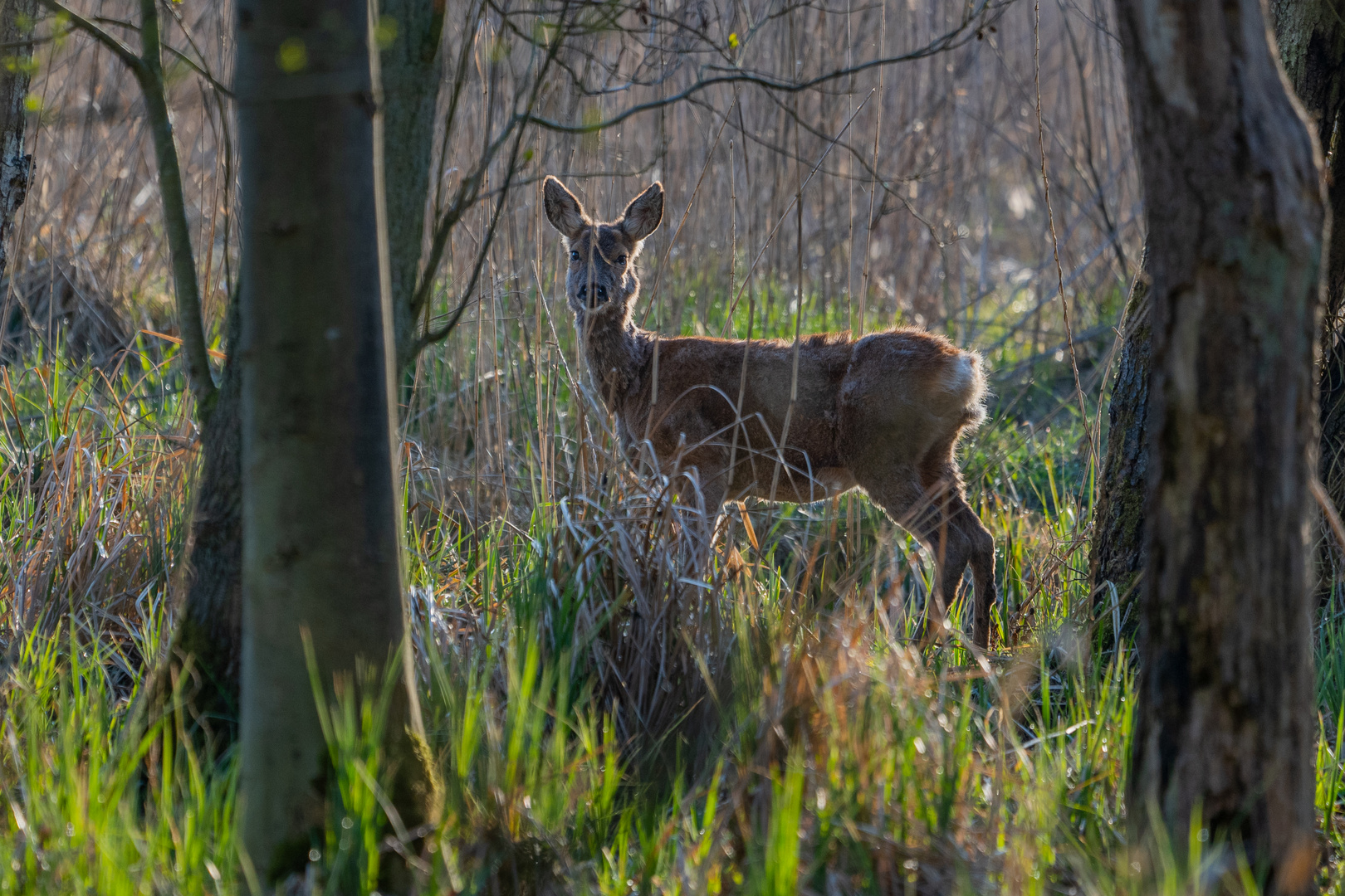 Reh am frühen Morgen