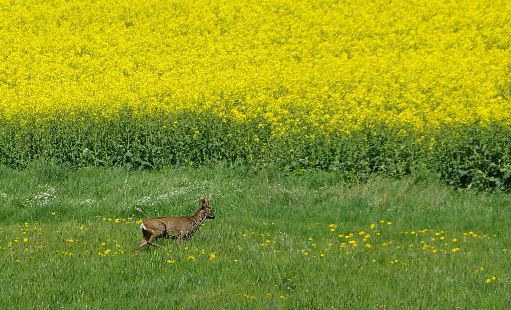 Reh am Rapsfeld