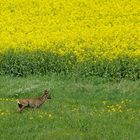 Reh am Rapsfeld