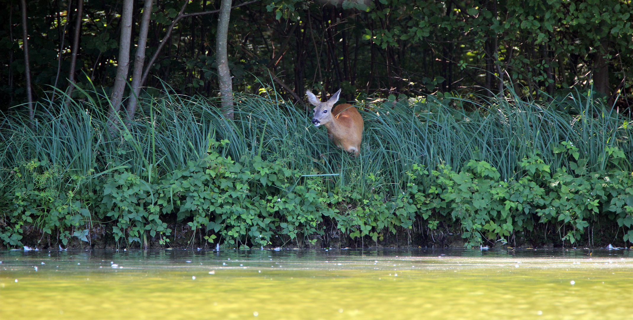 Reh am See