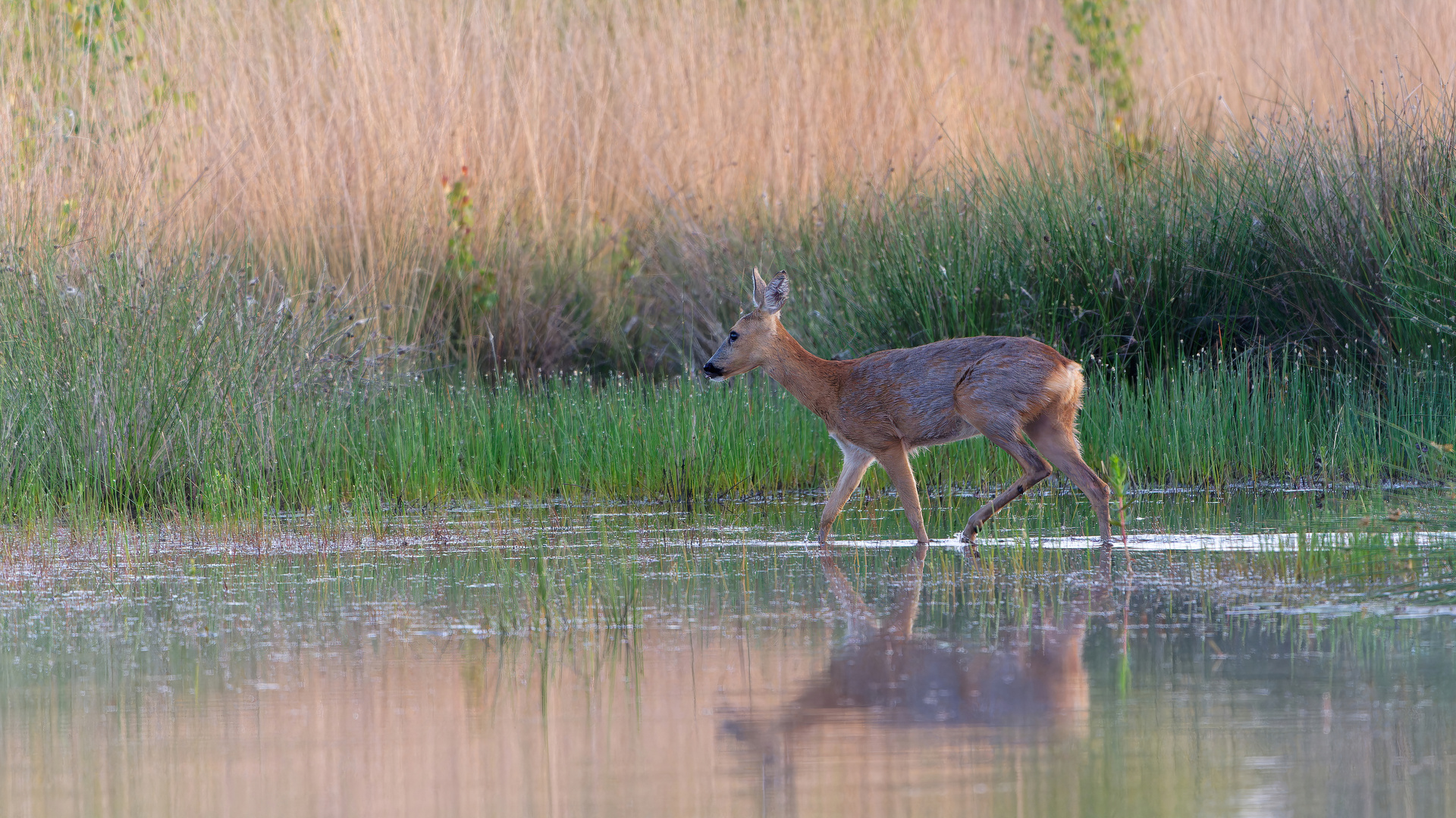 Reh am Teich