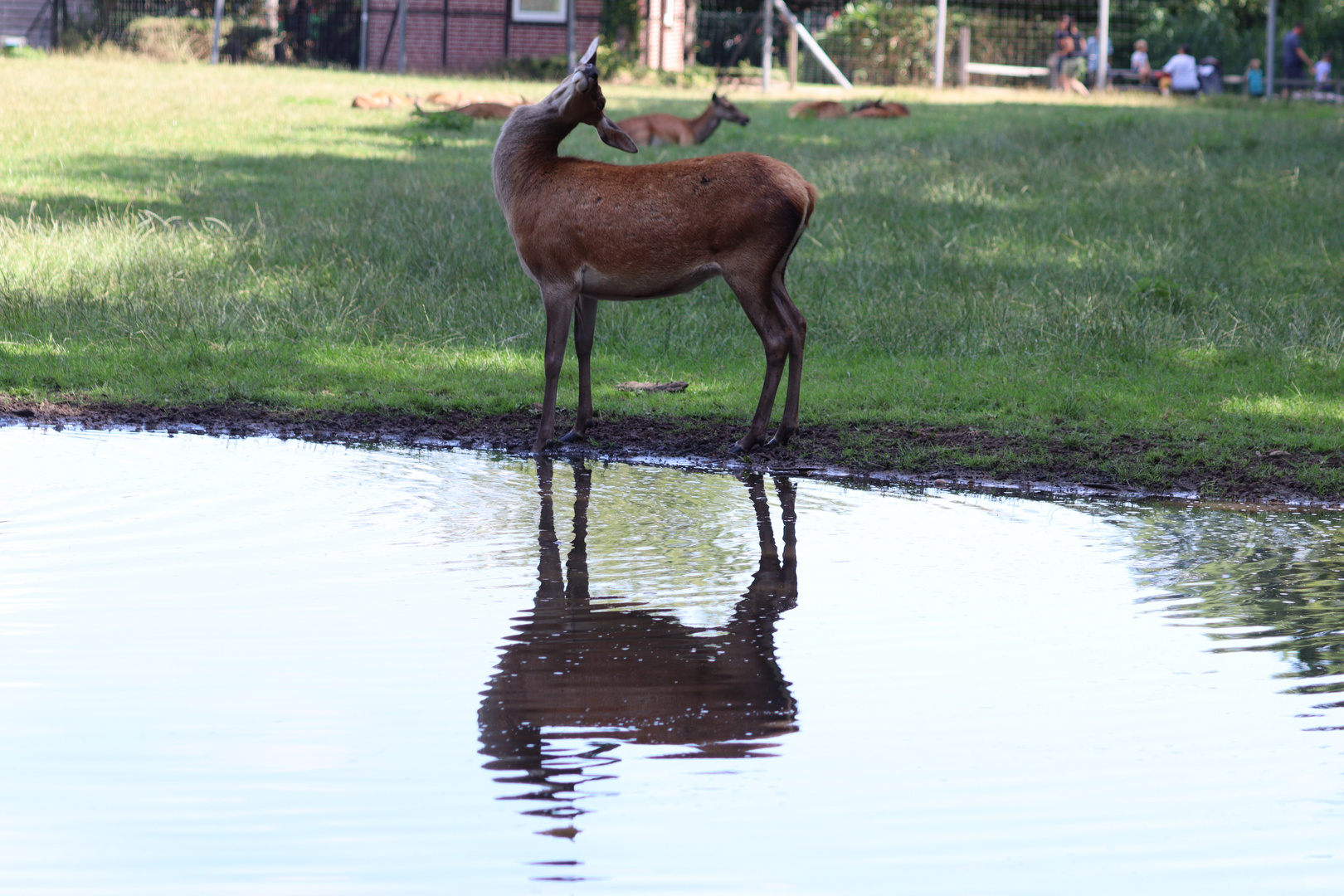 Reh am Wasser