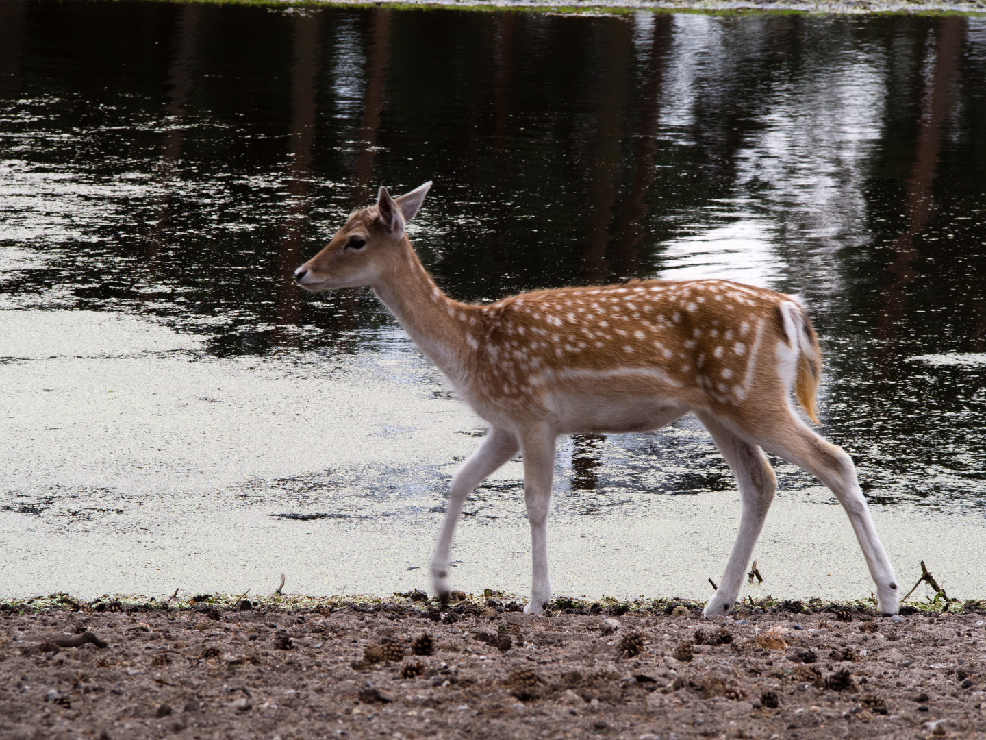 Reh am Wasser