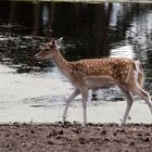 Reh am Wasser