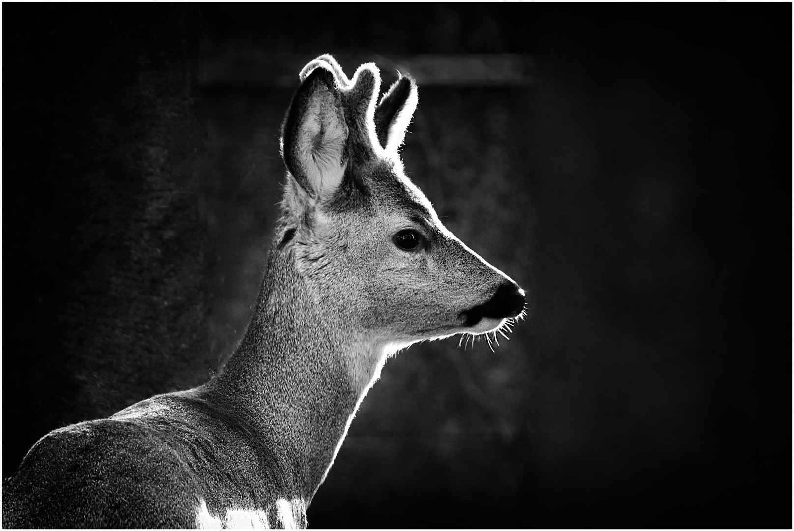 Reh am Wiener Zentralfriedhof