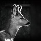 Reh am Wiener Zentralfriedhof