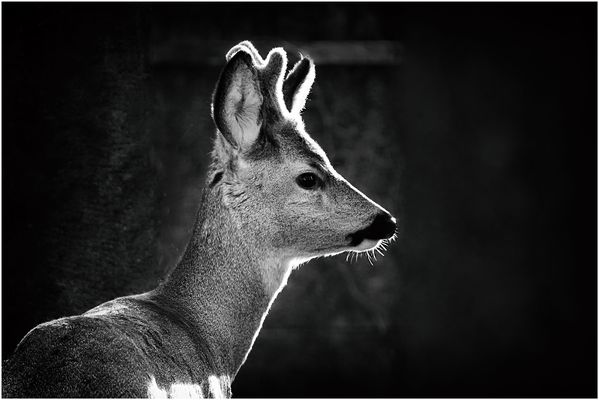 Reh am Wiener Zentralfriedhof