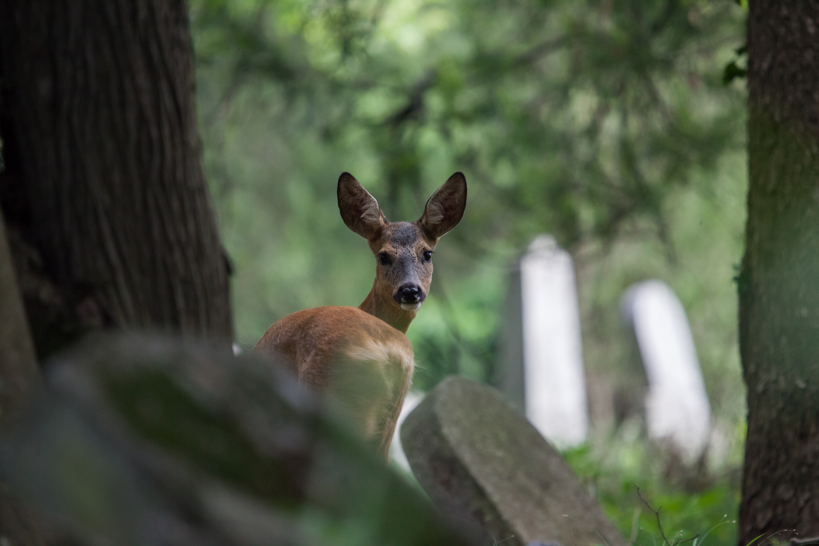 Reh am Zentralfriedhof Nr2